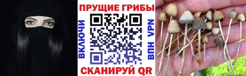 купить закладку  Дыгулыбгей  Галлюциногенные грибы Psilocybine cubensis 